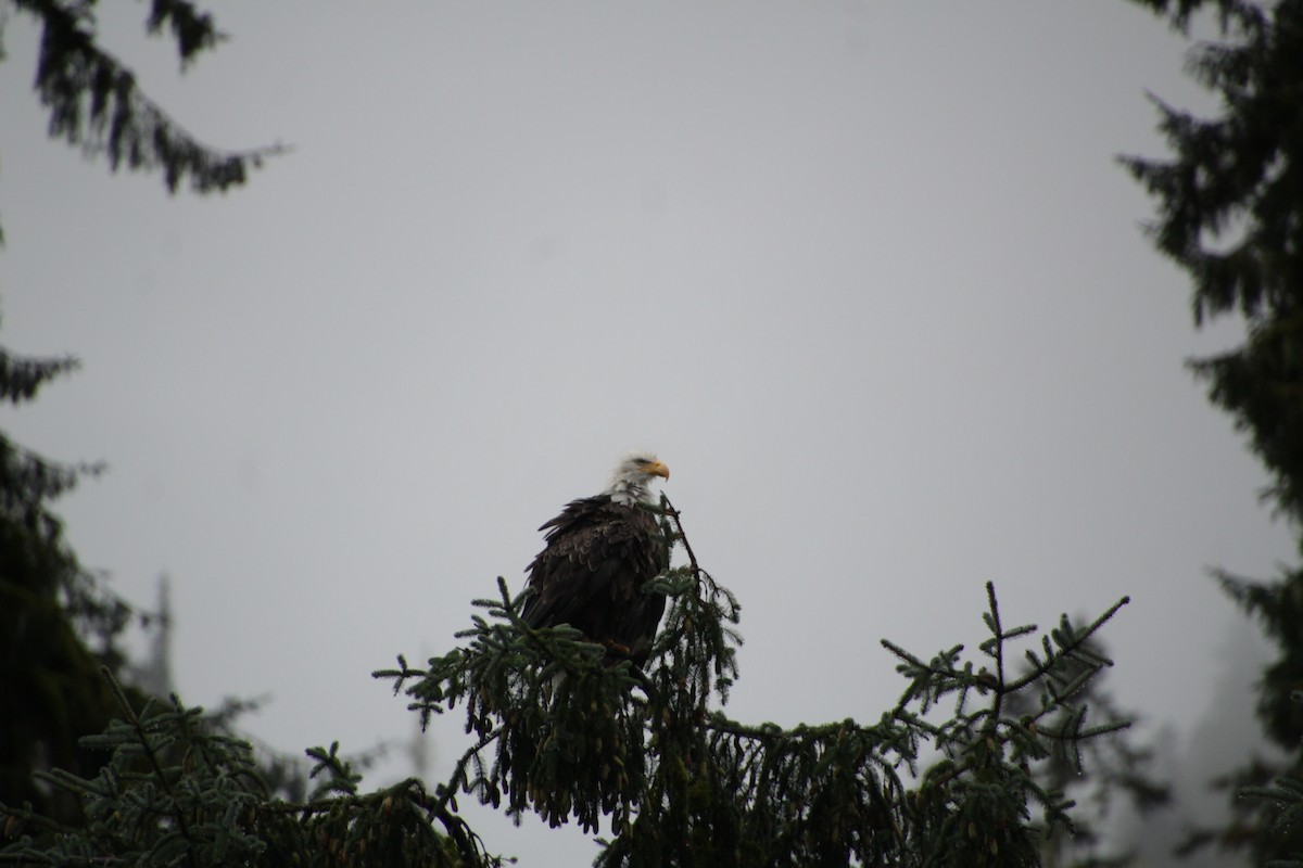 Bald Eagle - ML481626601