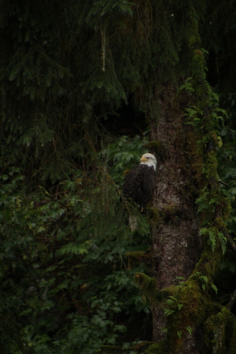 Bald Eagle - ML481626611