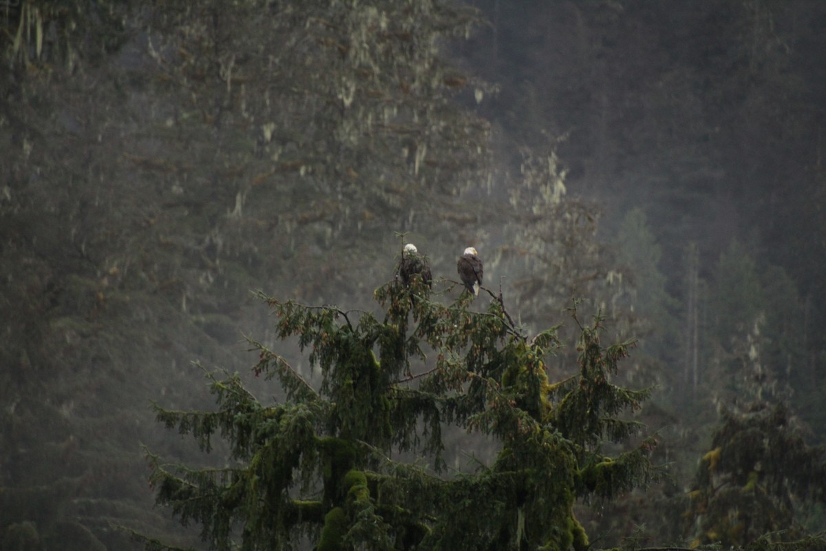 Bald Eagle - ML481626651