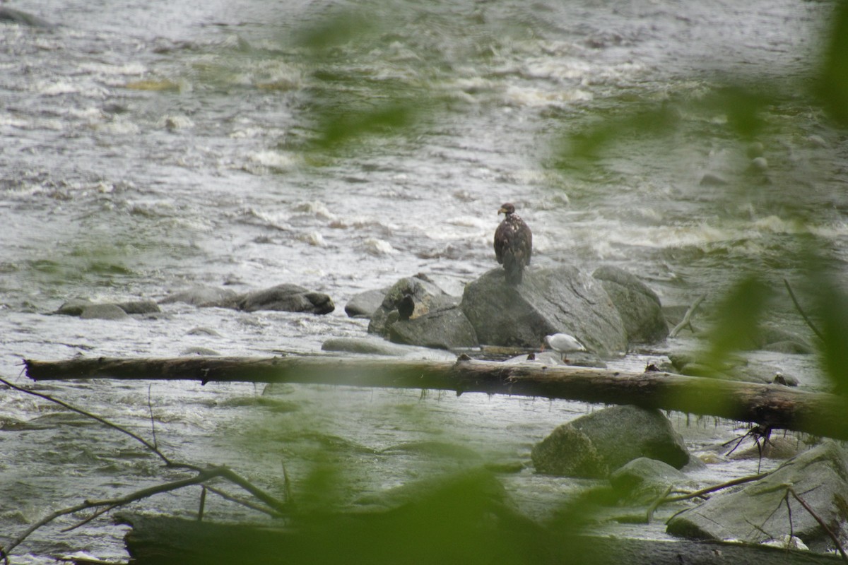 Bald Eagle - ML481626661