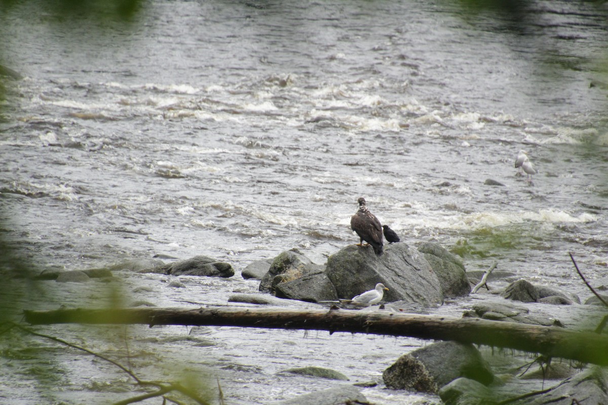 Bald Eagle - ML481626691