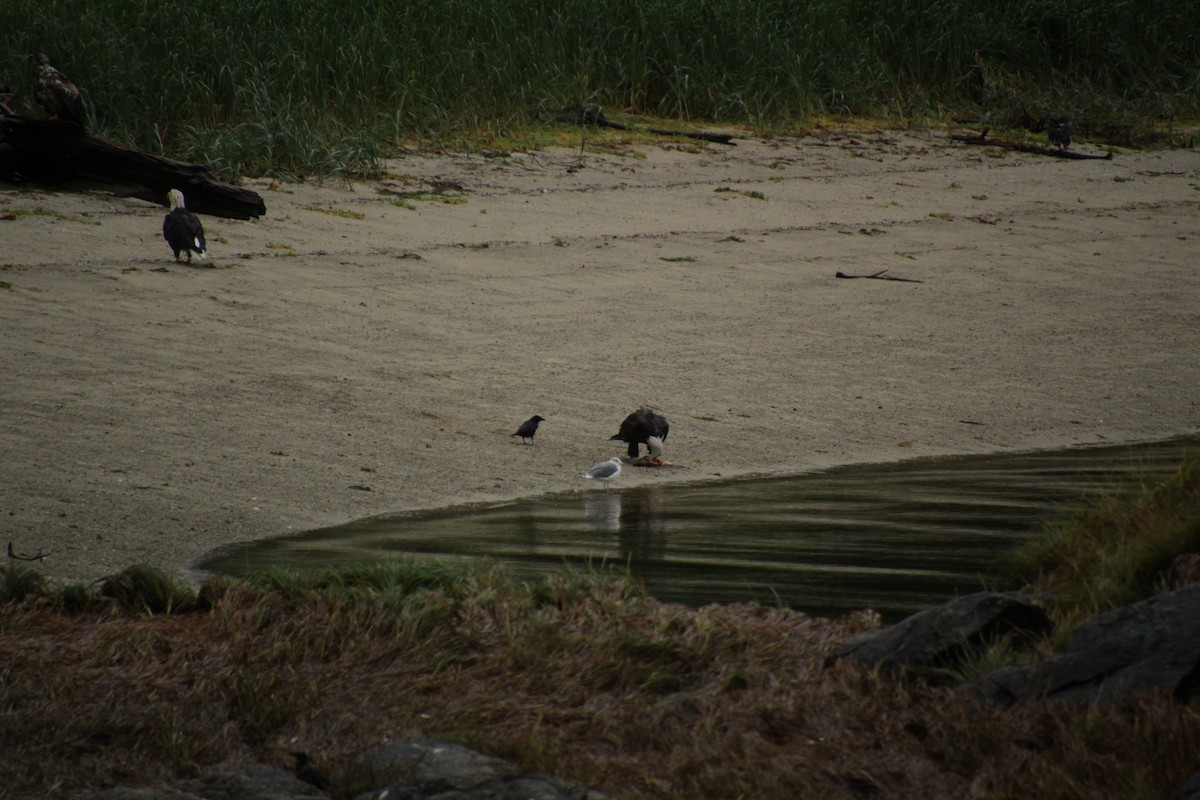 American Crow - ML481626811
