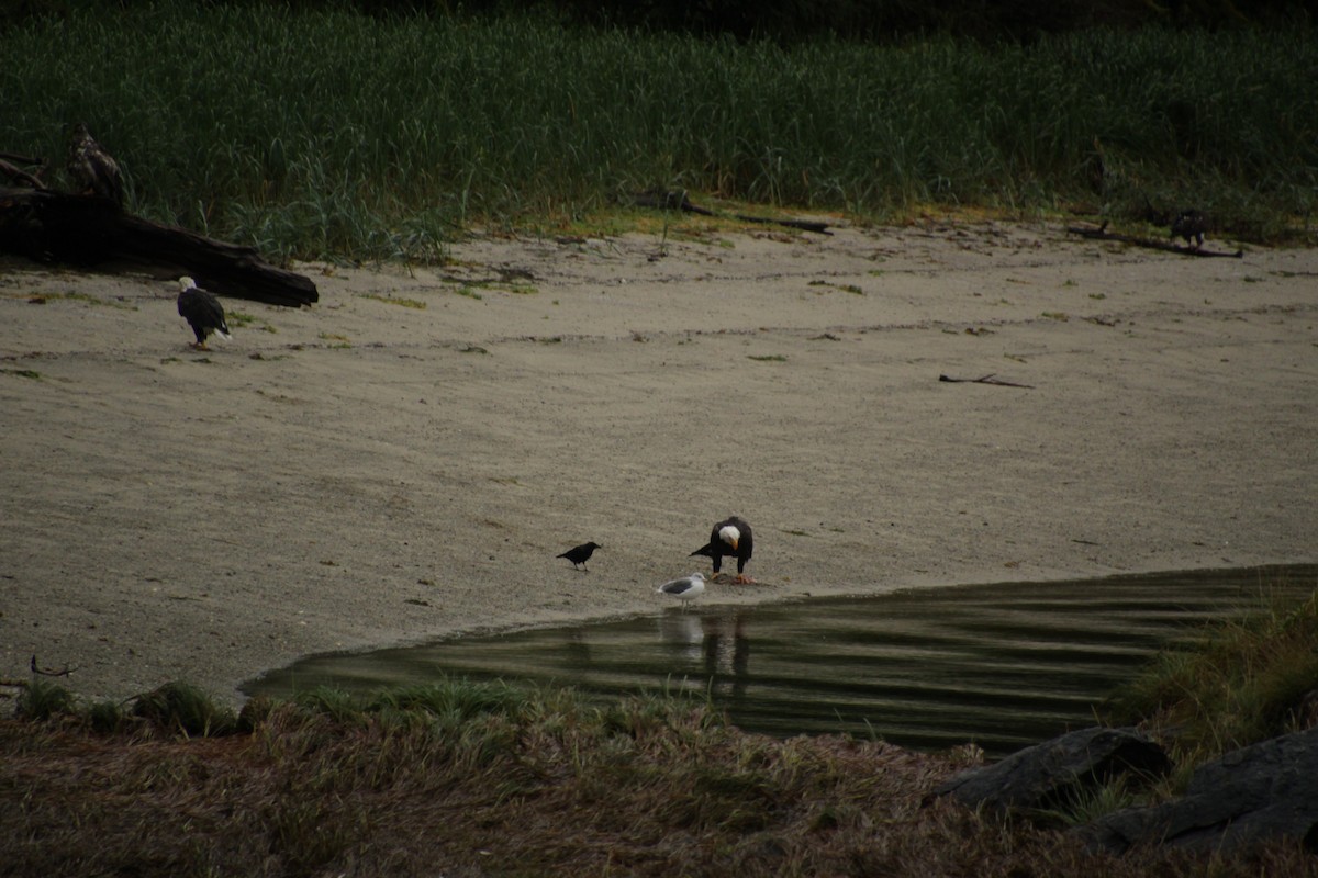 American Crow - ML481626841