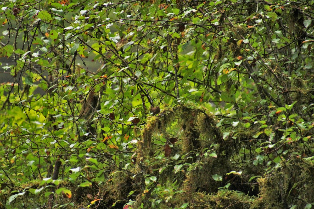 Pacific Wren - ML481627121