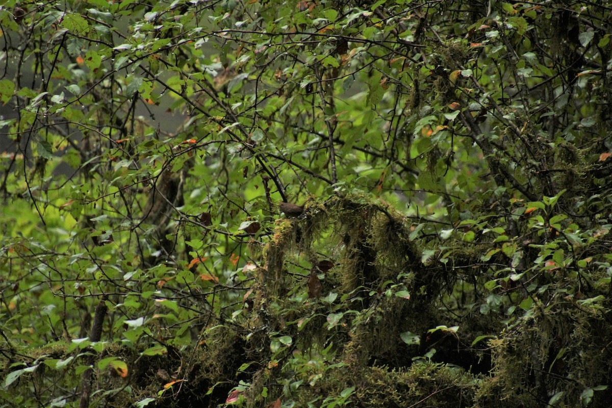 Pacific Wren - ML481627151