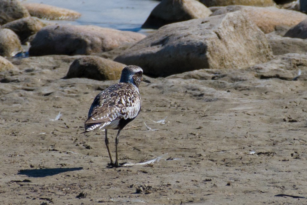 Black-bellied Plover - ML481627991