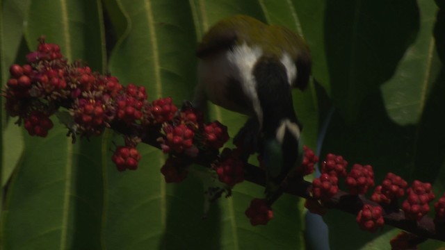 Blue-faced Honeyeater (Blue-faced) - ML481629