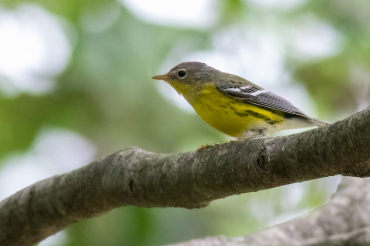 Magnolia Warbler - ML481629001