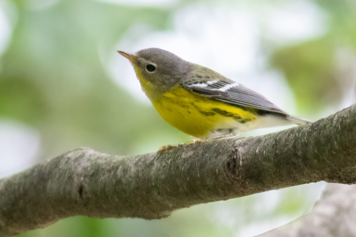 Magnolia Warbler - Craig Kingma