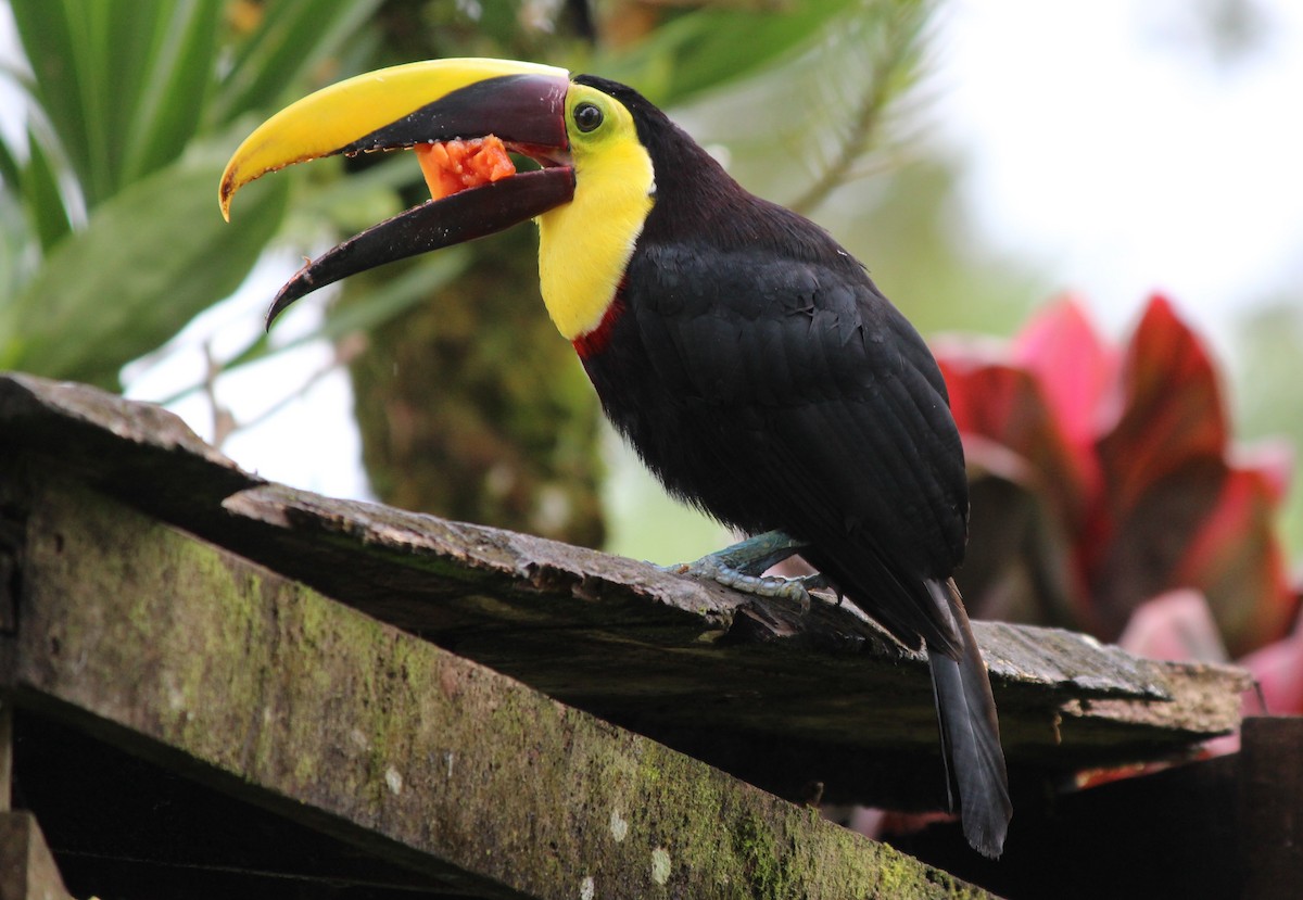Yellow-throated Toucan - ML48162941
