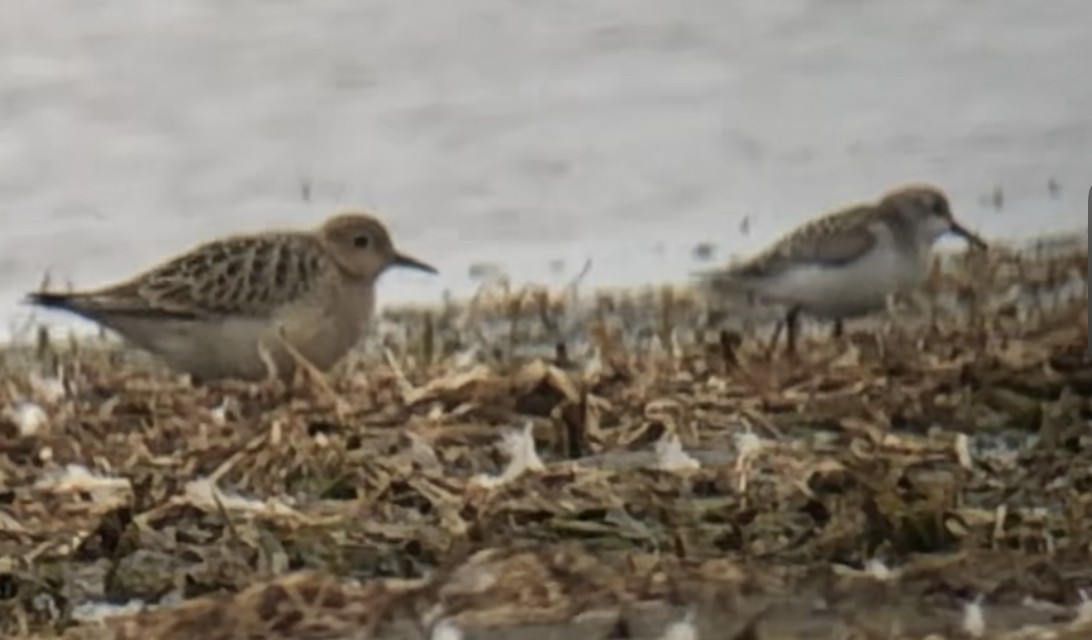 Buff-breasted Sandpiper - ML481630011