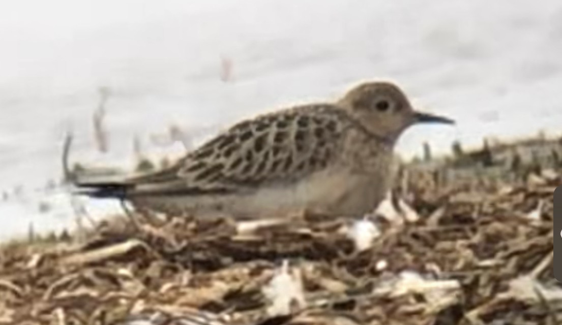 Buff-breasted Sandpiper - ML481630041