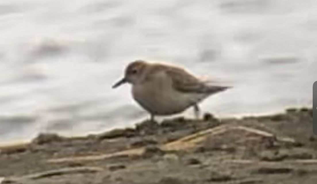 Buff-breasted Sandpiper - ML481630061