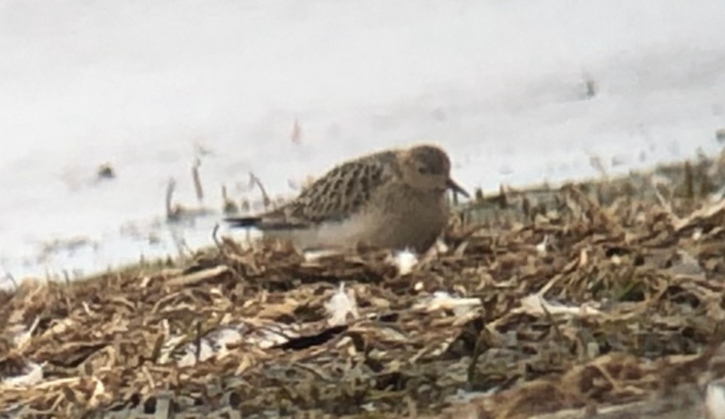 Buff-breasted Sandpiper - ML481630071