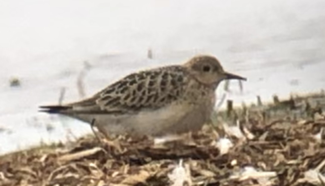 Buff-breasted Sandpiper - ML481630081