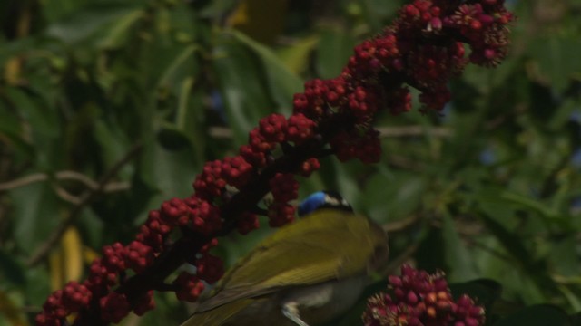 Blue-faced Honeyeater (Blue-faced) - ML481631