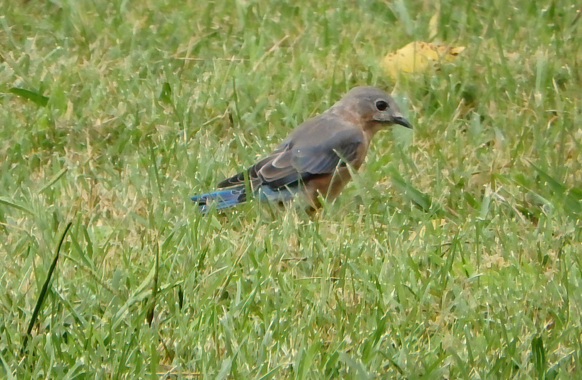 Eastern Bluebird - ML481631701