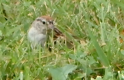 Chipping Sparrow - ML481631891