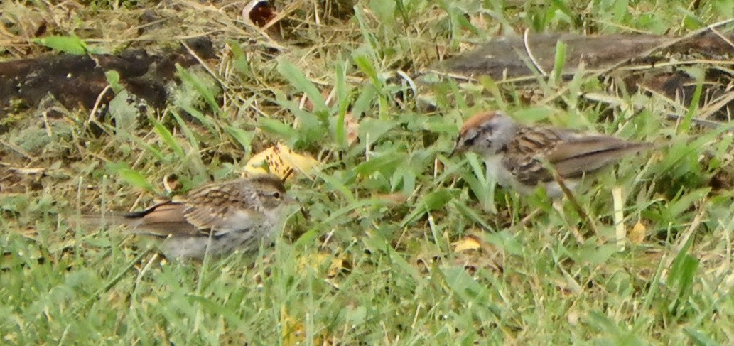 Chipping Sparrow - ML481631901
