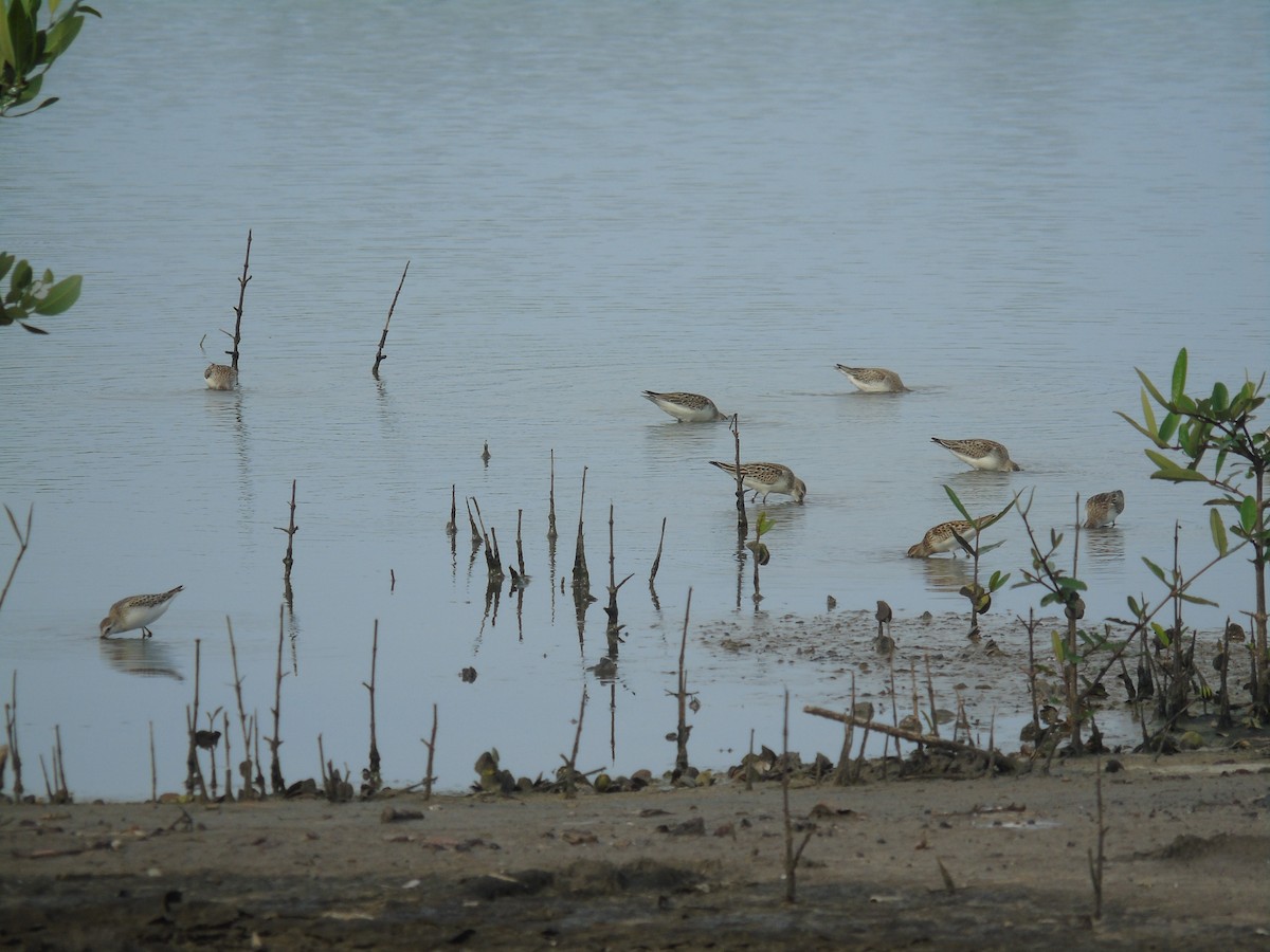 Western Sandpiper - ML481633591