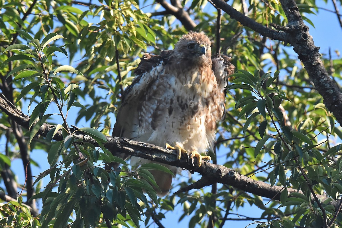 Red-tailed Hawk - Gigi A