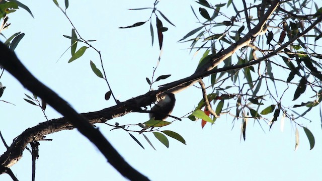 White-throated Woodcreeper - ML481637