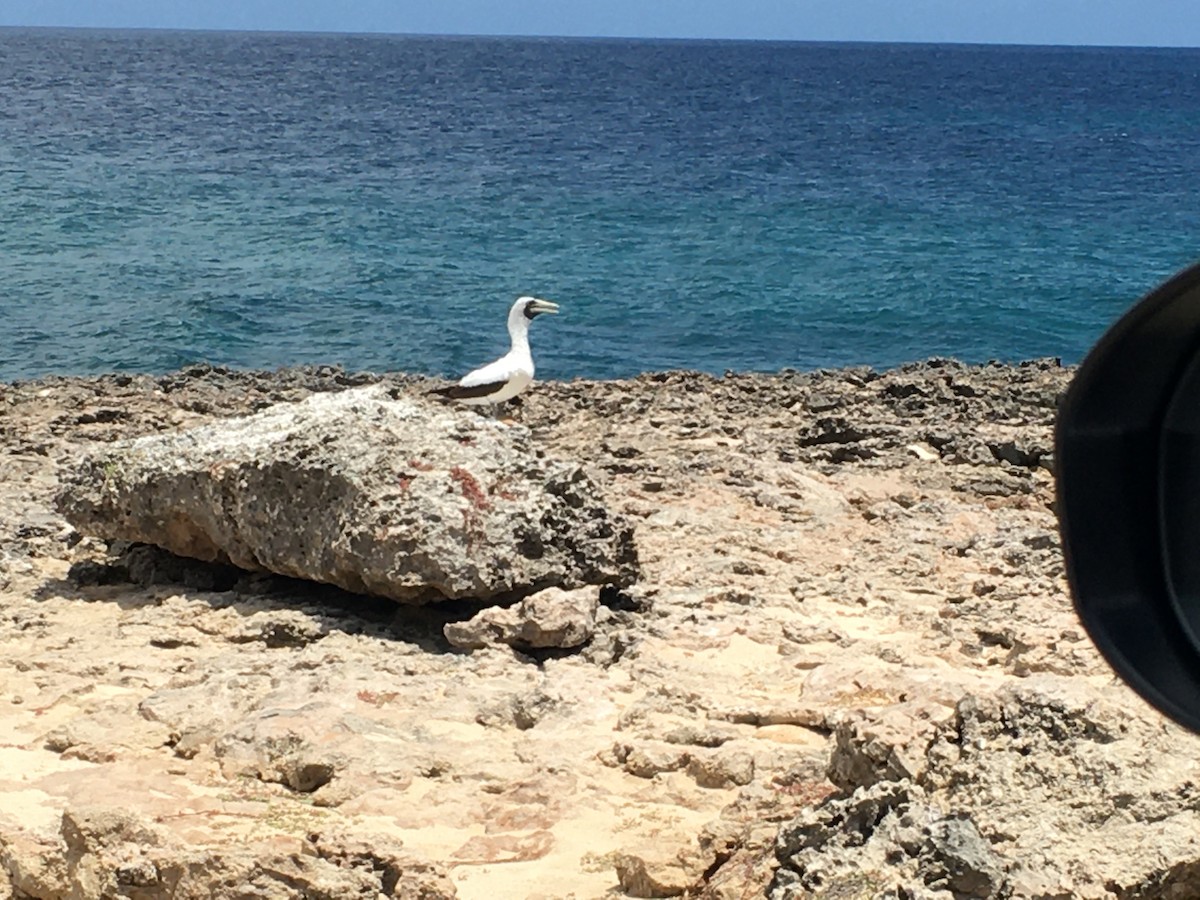 Masked Booby - ML481637371
