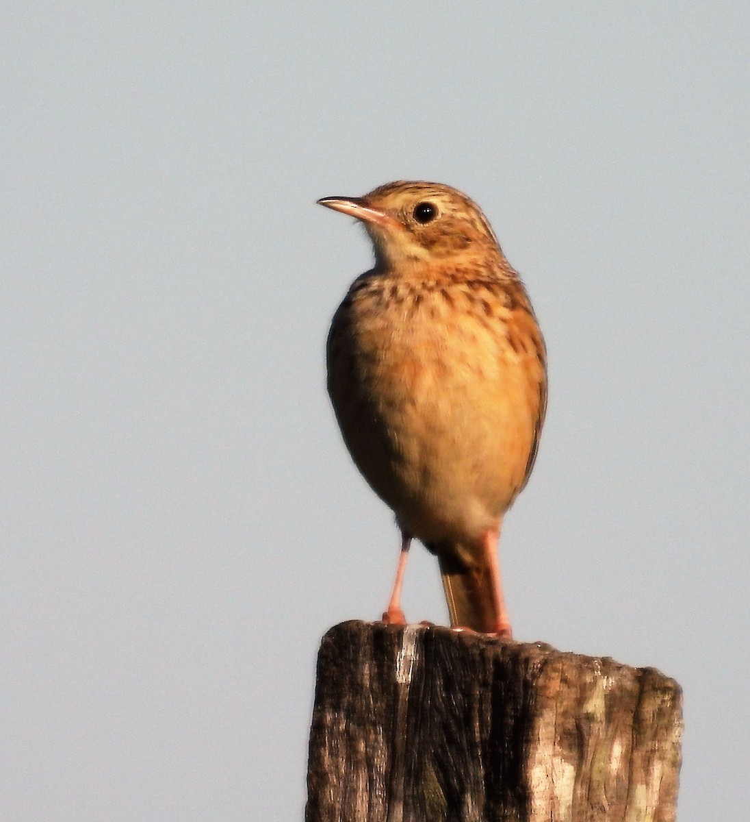 Hellmayr's Pipit - Gustavo Ribeiro