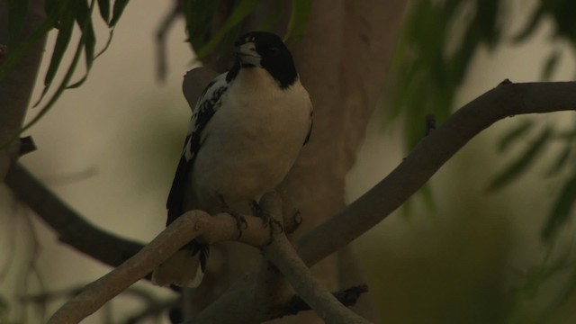 Black-backed Butcherbird - ML481639