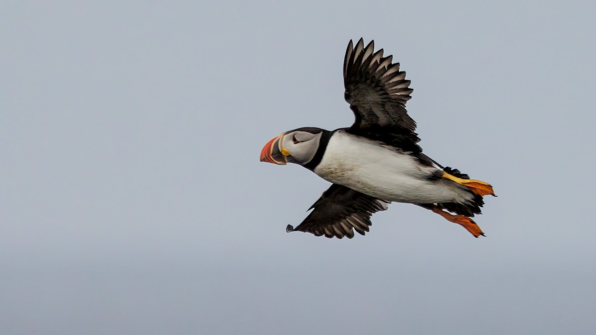 Atlantic Puffin - ML481639011