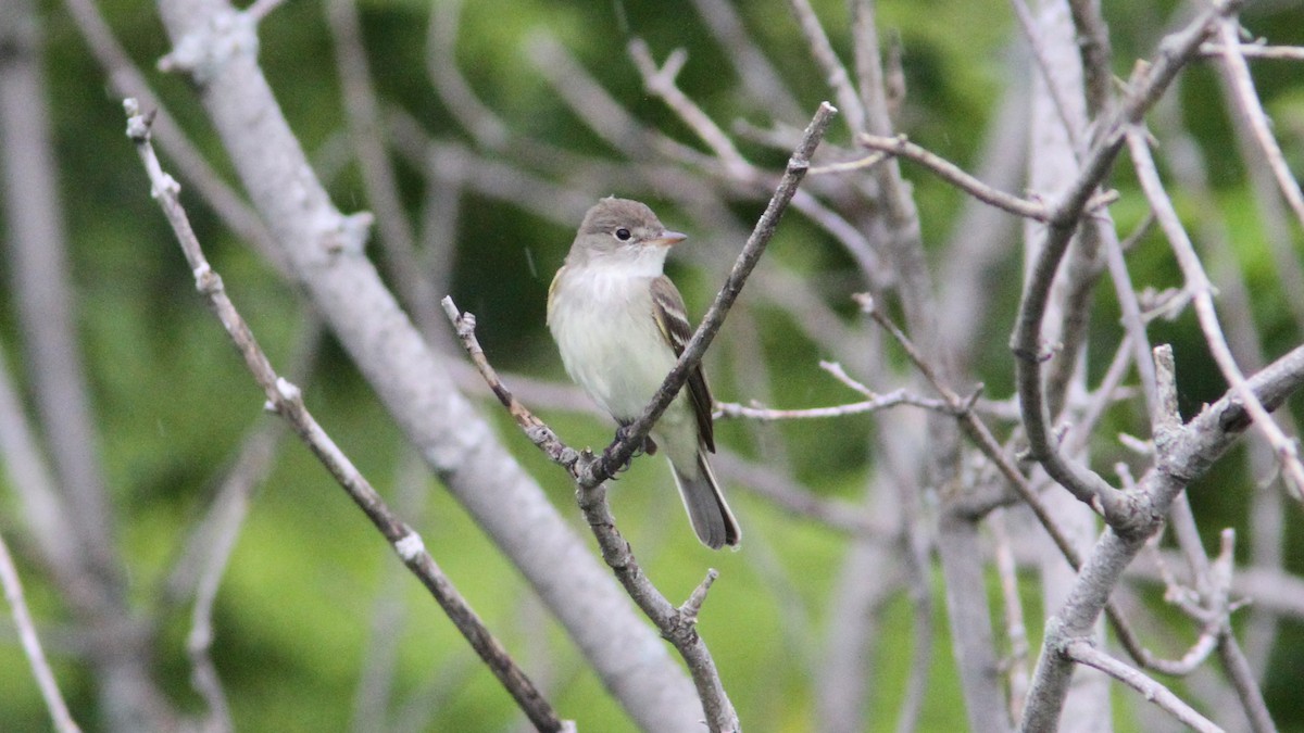 Willow Flycatcher - Daniel Jauvin