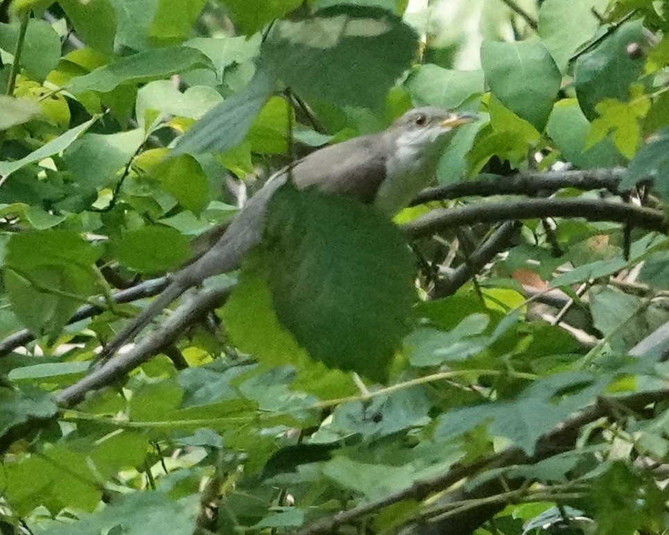 Yellow-billed Cuckoo - ML481643781