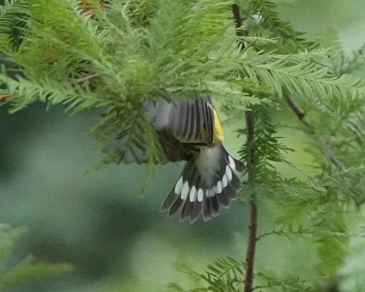 Magnolia Warbler - Emily Mackevicius