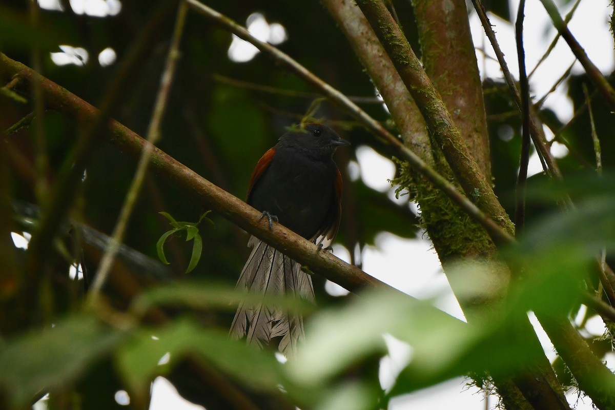 Slaty Spinetail - ML481645431