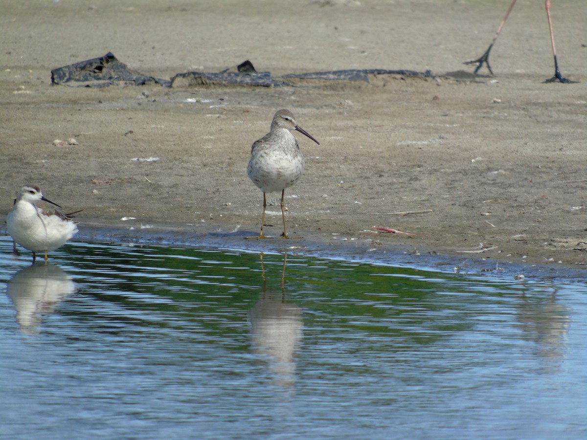 Stilt Sandpiper - ML481645451