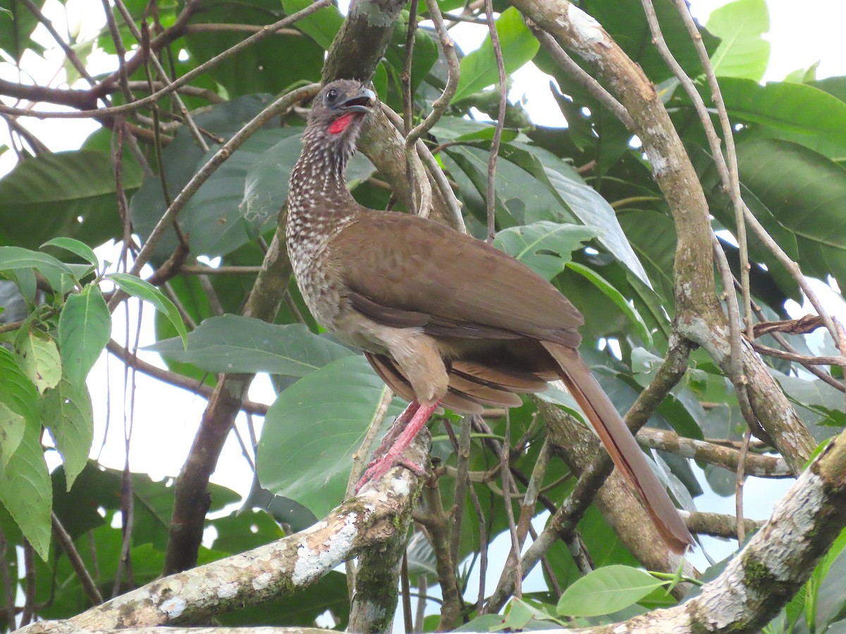Speckled Chachalaca - Ted Floyd