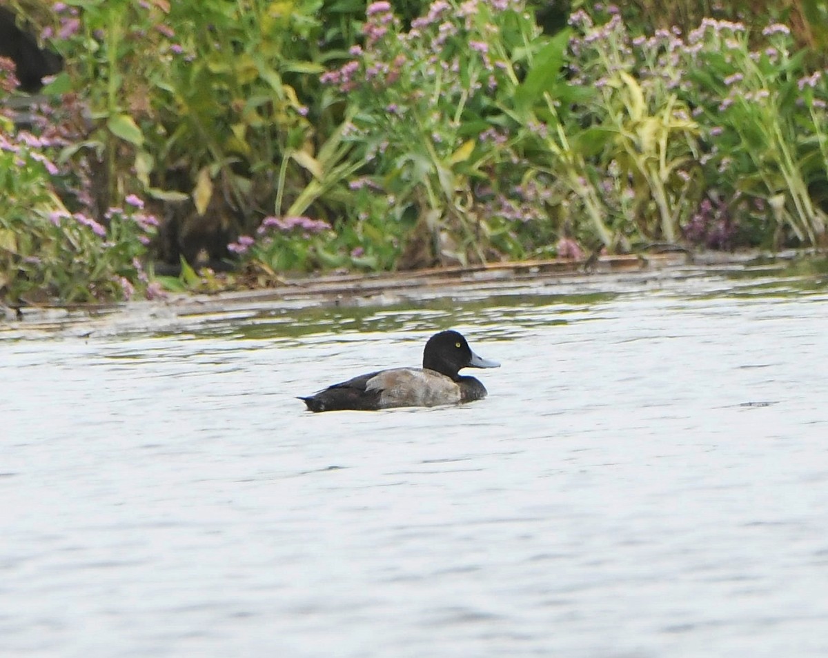 Greater Scaup - ML481646491