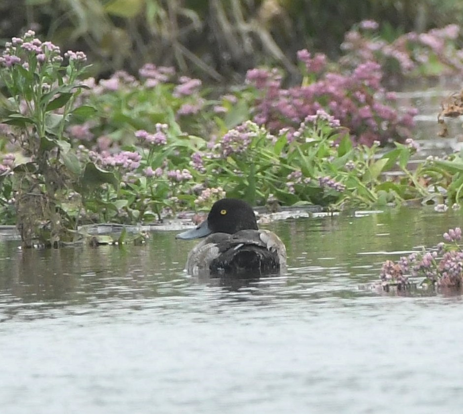 Greater Scaup - ML481646871