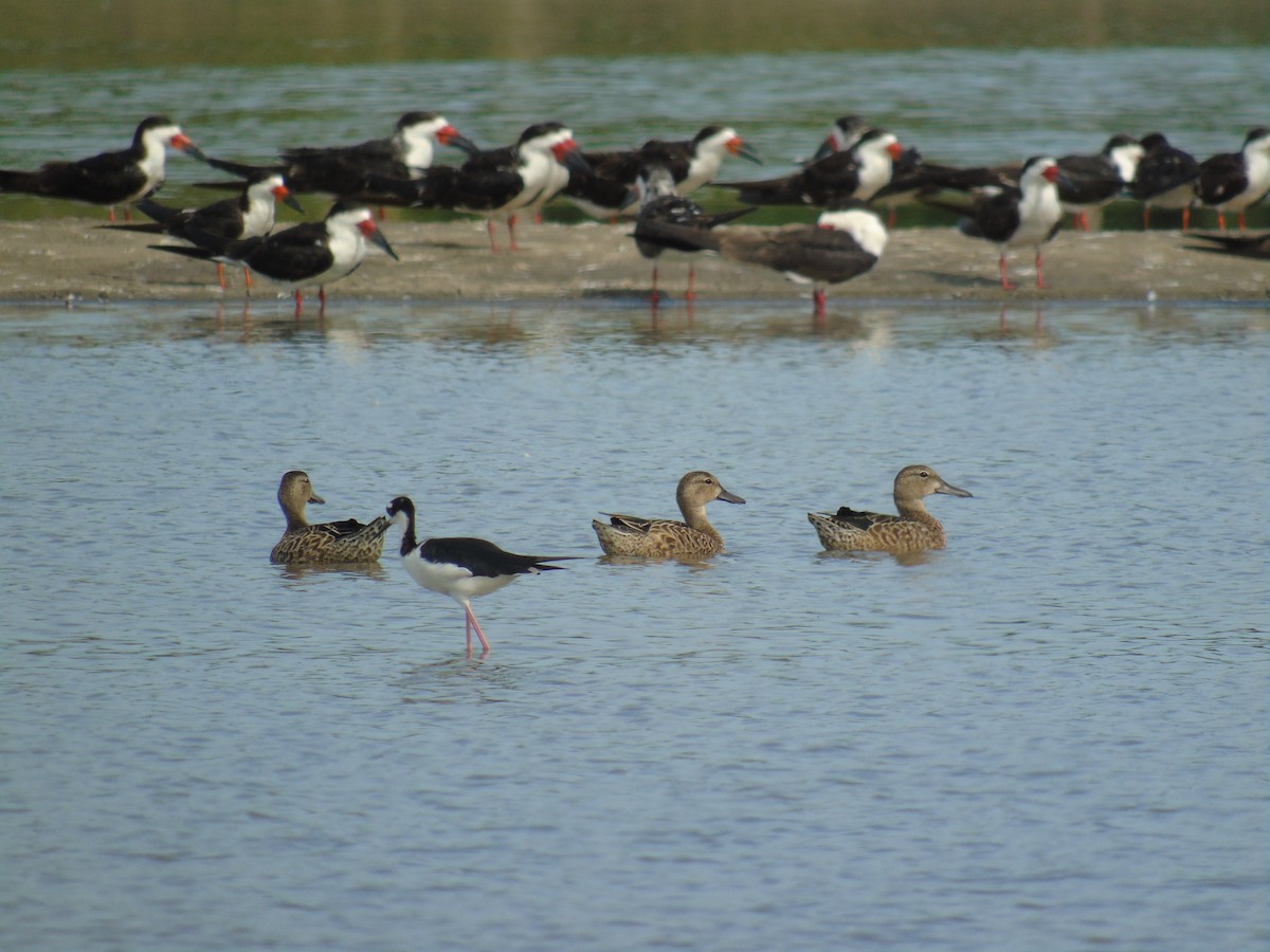 Blue-winged Teal - ML481647241