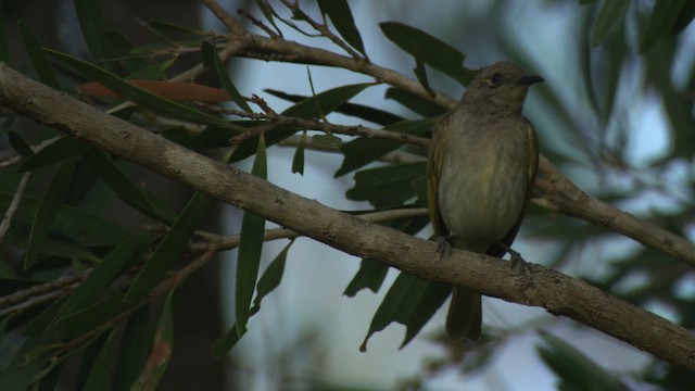 Brown Honeyeater - ML481648