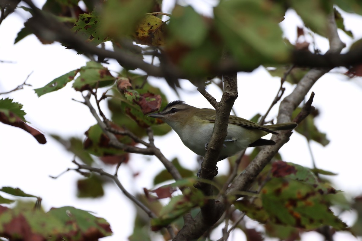 Red-eyed Vireo - ML481649251