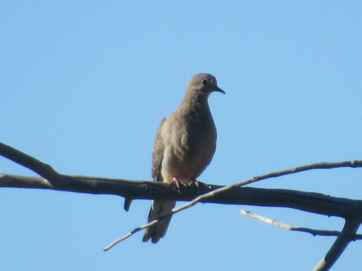 Mourning Dove - ML481649581