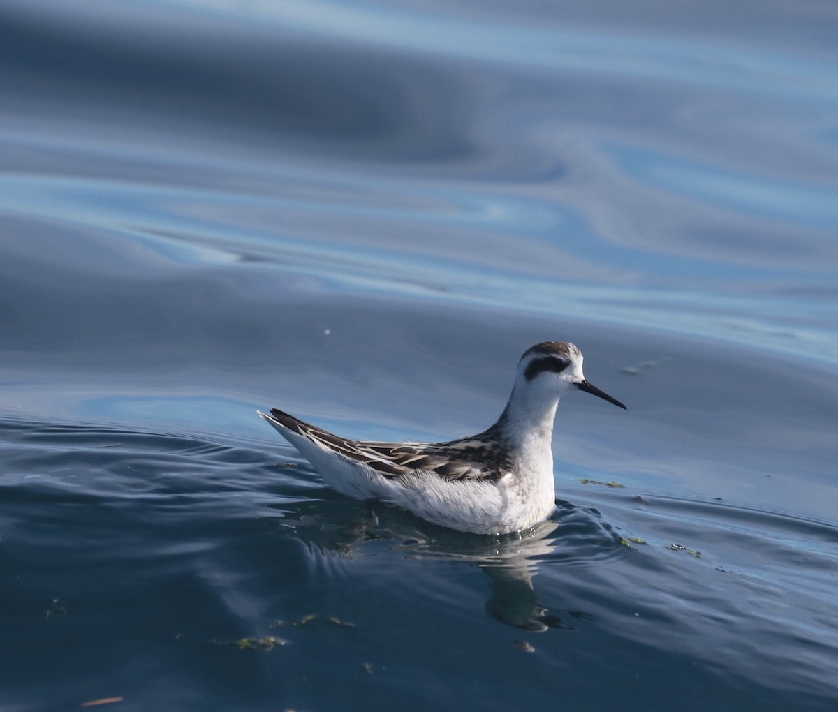 Red-necked Phalarope - maxine reid