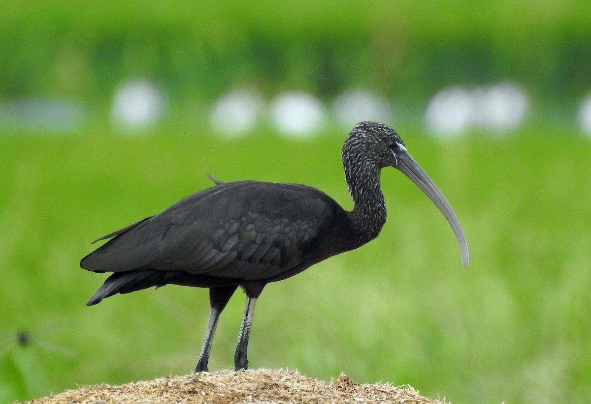ibis hnědý - ML481654151