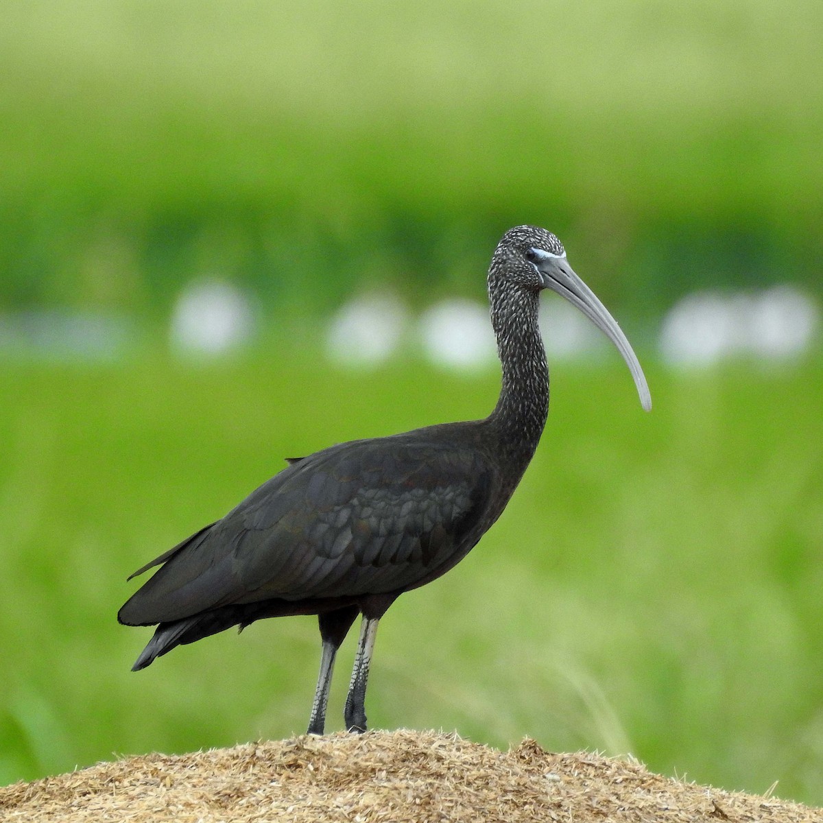 ibis hnědý - ML481654181