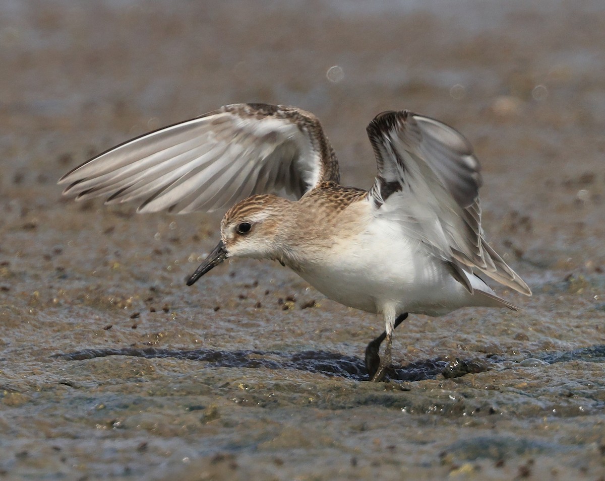 Least Sandpiper - ML481654361