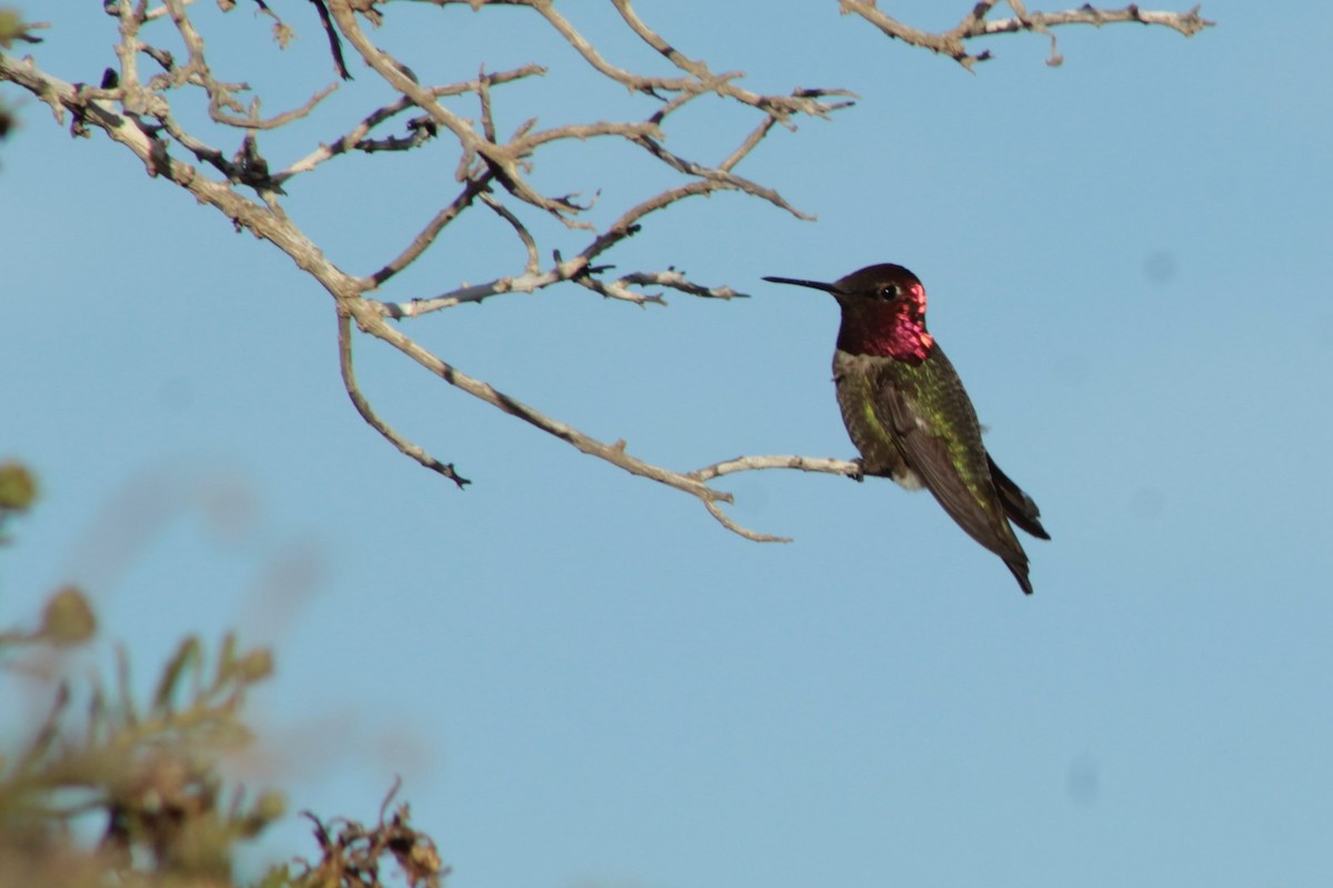 Anna's Hummingbird - ML481654681