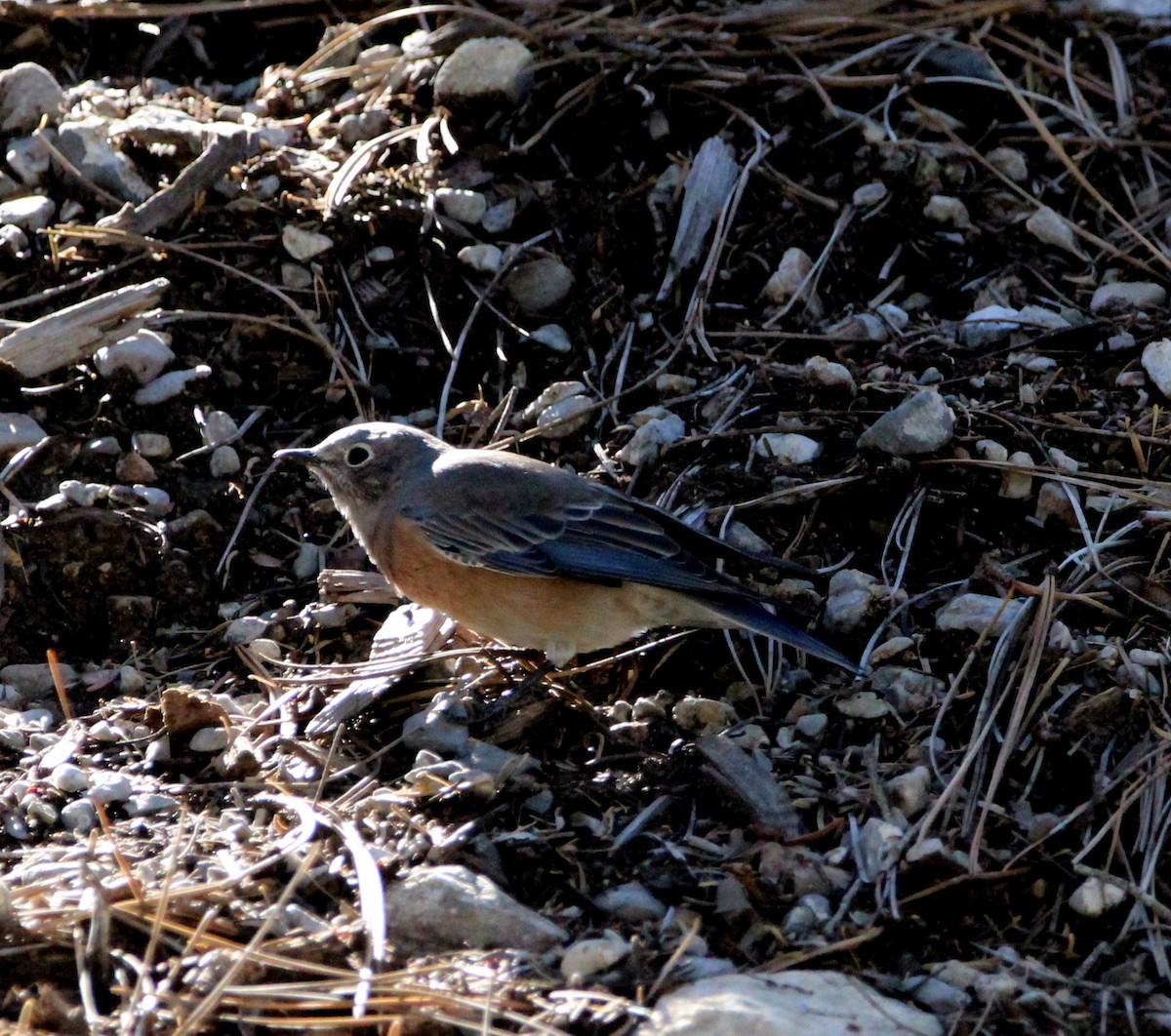 Western Bluebird - ML481654801