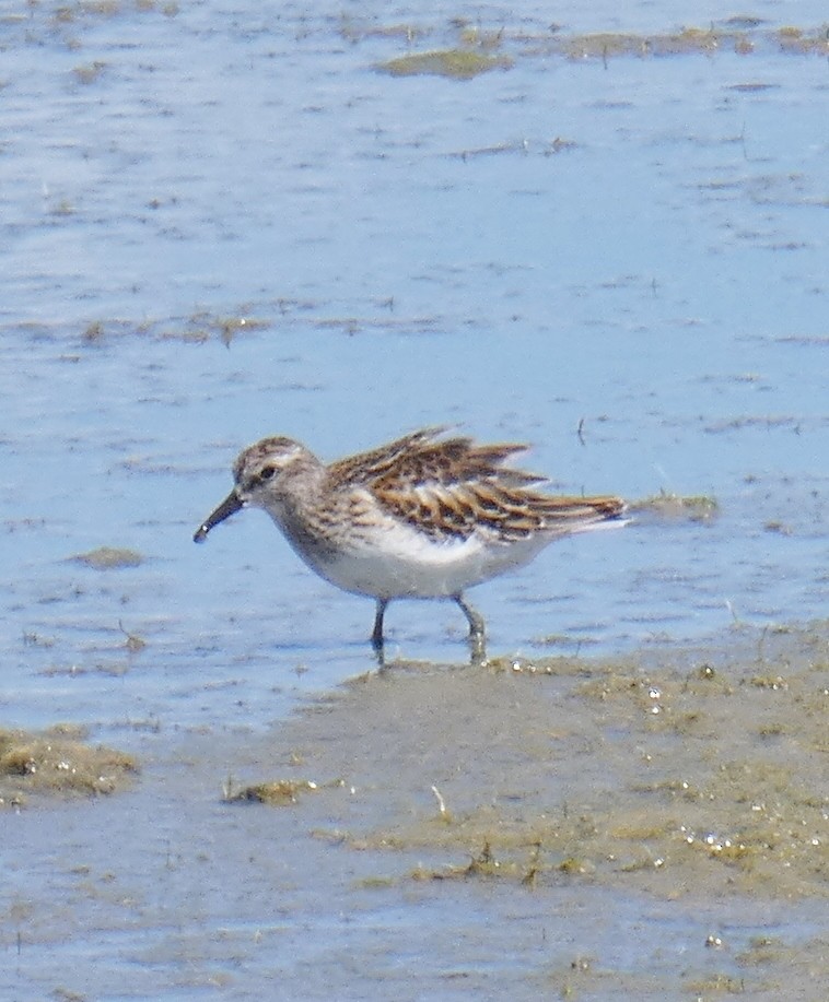 Least Sandpiper - ML481655101