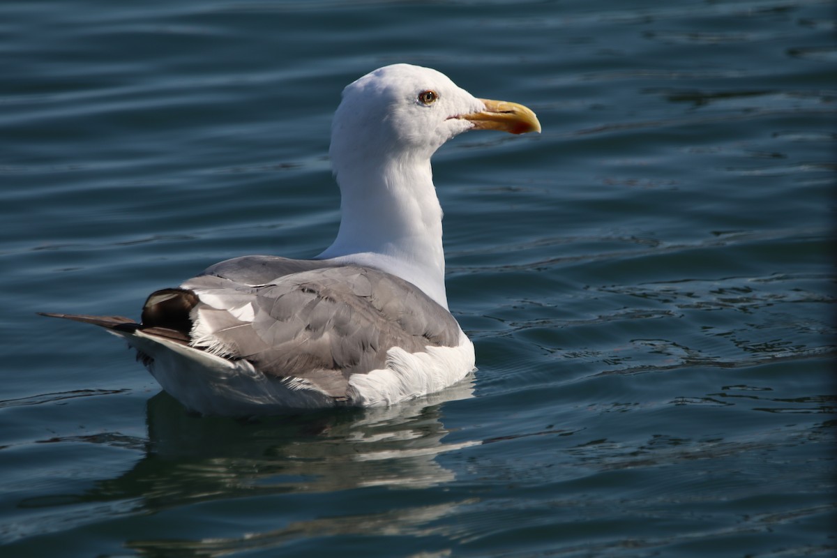 Western Gull - Rachel Street